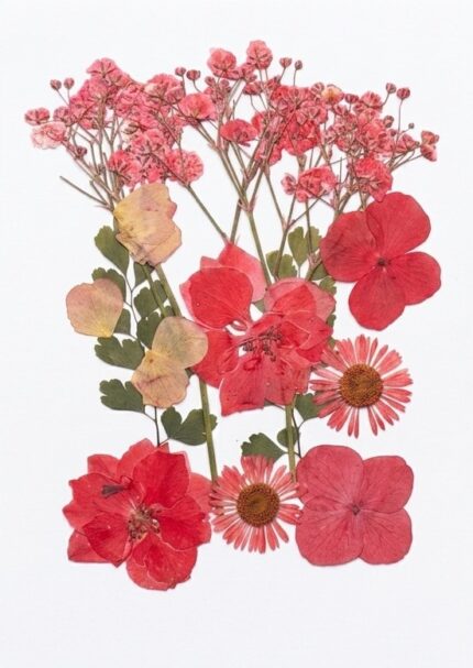 Premium Natural Pressed Dried Flowers for Resin Art & Jewelry Making